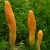 c0rdyceps sinensis